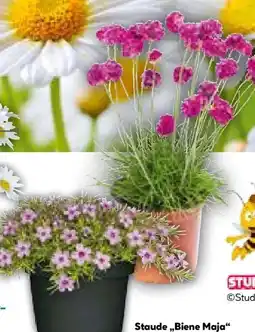 BayWa Bau & Garten Die Biene Maja Stauden Angebot