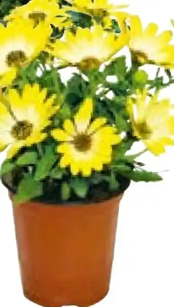 BayWa Bau & Garten Kapkörbchen Angebot