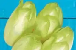 E-Center Chicoree Angebot