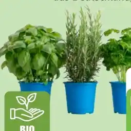 Edeka Edeka Bio Bio-Topfkräuter Angebot