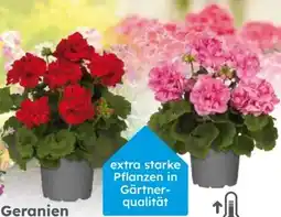 Globus Baumarkt Geranien Angebot