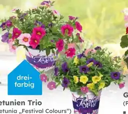 Globus Baumarkt Petunien Trio Angebot