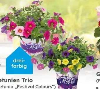Globus Baumarkt Petunien Trio Angebot