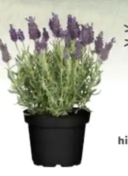 Globus Baumarkt Schopflavendel Angebot