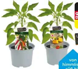 Globus Baumarkt Paprika-Chilipflanzen Angebot