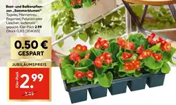 Hellweg Beet- und balkonpflanzen „sommerblumen“ Angebot