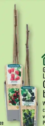 Aldi Nord Gardenline Beeren­strauch Angebot