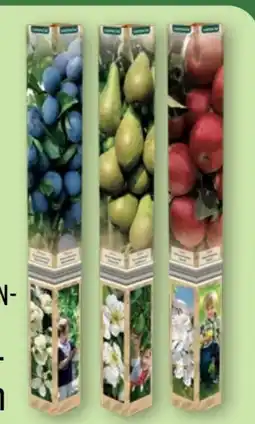 Aldi Nord Gardenline Obstbaum Angebot