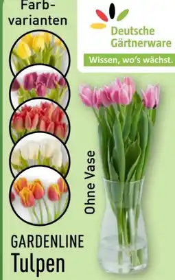 Aldi Nord Gardenline Tulpen Angebot