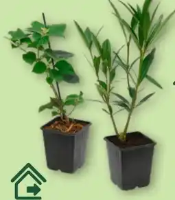 Aldi Nord Gardenline Kübel­pflanze Angebot