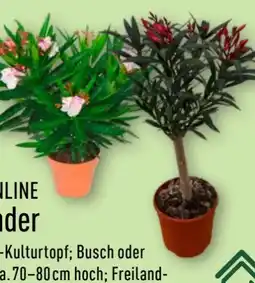 Aldi Nord Gardenline Oleanderpflanze Angebot