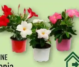 Aldi Nord Gardenline Dipladenia Angebot