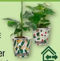 Aldi Nord Gardenline Obst im Becher Angebot
