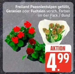 Edeka Freiland Paeonientulpen, Geranien oder Fuchsien Angebot