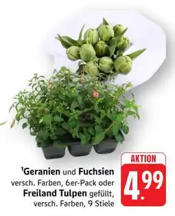 Edeka Geranien und Fuchsien oder Freiland Tulpen Angebot