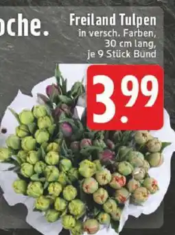 Edeka Freiland Tulpen Angebot