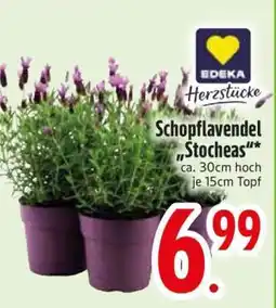 Edeka Schopflavendel 'Stoechas' Angebot