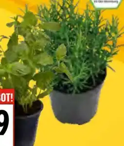 EDEKA Bandelt Bio Topfkräuter Angebot