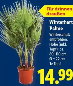 Lidl Winterhart Palme Angebot