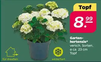 NETTO Gartenhortensie Angebot