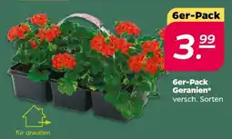 NETTO 6er-Pack Geranien Angebot