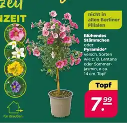 NETTO Blühendes Stämmchen oder Pyramide Angebot