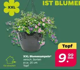 NETTO XXL Blumenampeln Angebot
