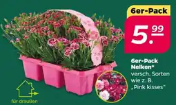 NETTO 6er-Pack Nelken Angebot