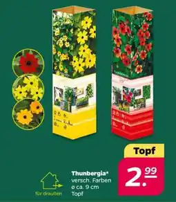 NETTO Thunbergia Angebot