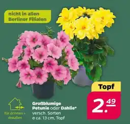 NETTO Großblumige Petunie oder Dahlie Angebot