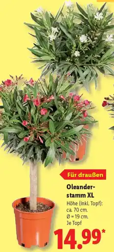 Lidl Oleander -stamm XL Angebot