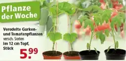 Multi Markt Veredelte Gurken- und Tomatenpflanzen Angebot