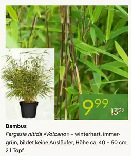 Pflanzen Kölle Bambus fargesia nitida volcano Angebot