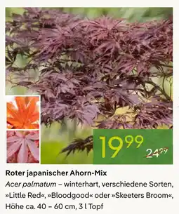 Pflanzen Kölle Roter japanischer ahorn-mix Angebot