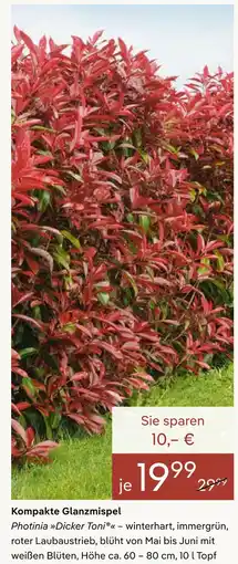Pflanzen Kölle Kompakte glanzmispel photinia dicker toni Angebot