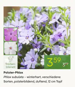 Pflanzen Kölle Polster-phlox Angebot