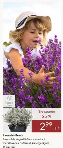 Pflanzen Kölle Lavendel-busch Angebot