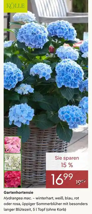 Pflanzen Kölle Kölle gartenhortensie Angebot