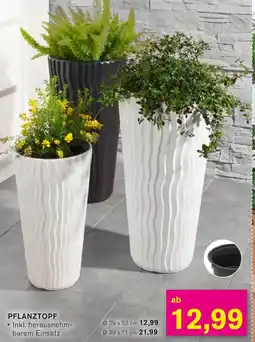 KODi Pflanztopf Angebot