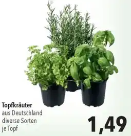 CITTI Markt Topfkräuter Angebot
