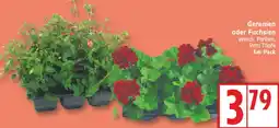 Aldi Nord Geranien oder Fuchsien Angebot