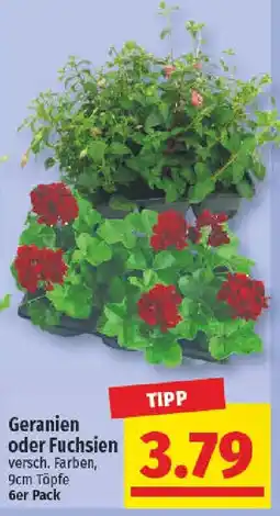 NP Discount Geranien oder Fuchsien Angebot