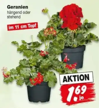 Repo Markt Geranien Angebot