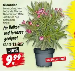 Repo Markt Oleander Angebot