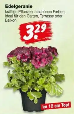 Repo Markt Edelgeranie Angebot