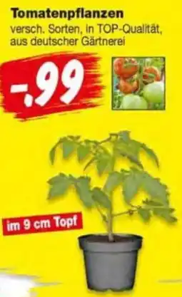 Repo Markt Tomatenpflanzen Angebot