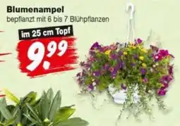 Repo Markt Blumenampel Angebot