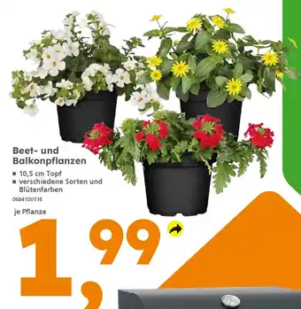 Globus Baumarkt Beet- und Balkonpflanzen Angebot