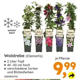 Globus Baumarkt Waldrebe (Clematis) Angebot
