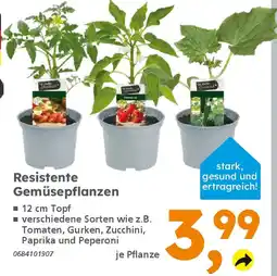 Globus Baumarkt Resistente Gemüsepflanzen Angebot